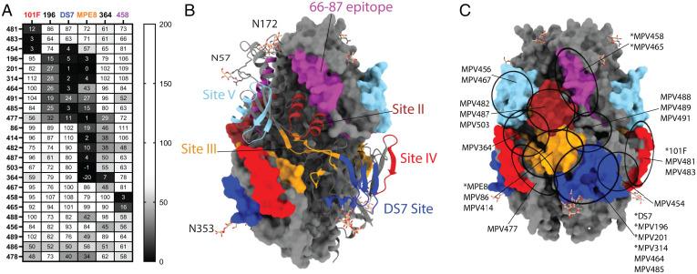 https://cdn.ncbi.nlm.nih.gov/pmc/blobs/efbb/9231621/f74c86c0cd16/pnas.2203326119fig02.jpg