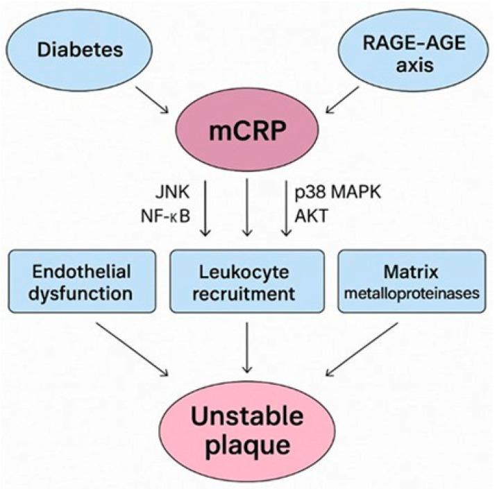 https://cdn.ncbi.nlm.nih.gov/pmc/blobs/efbe/12295220/ada025938794/ijms-26-06855-g001.jpg