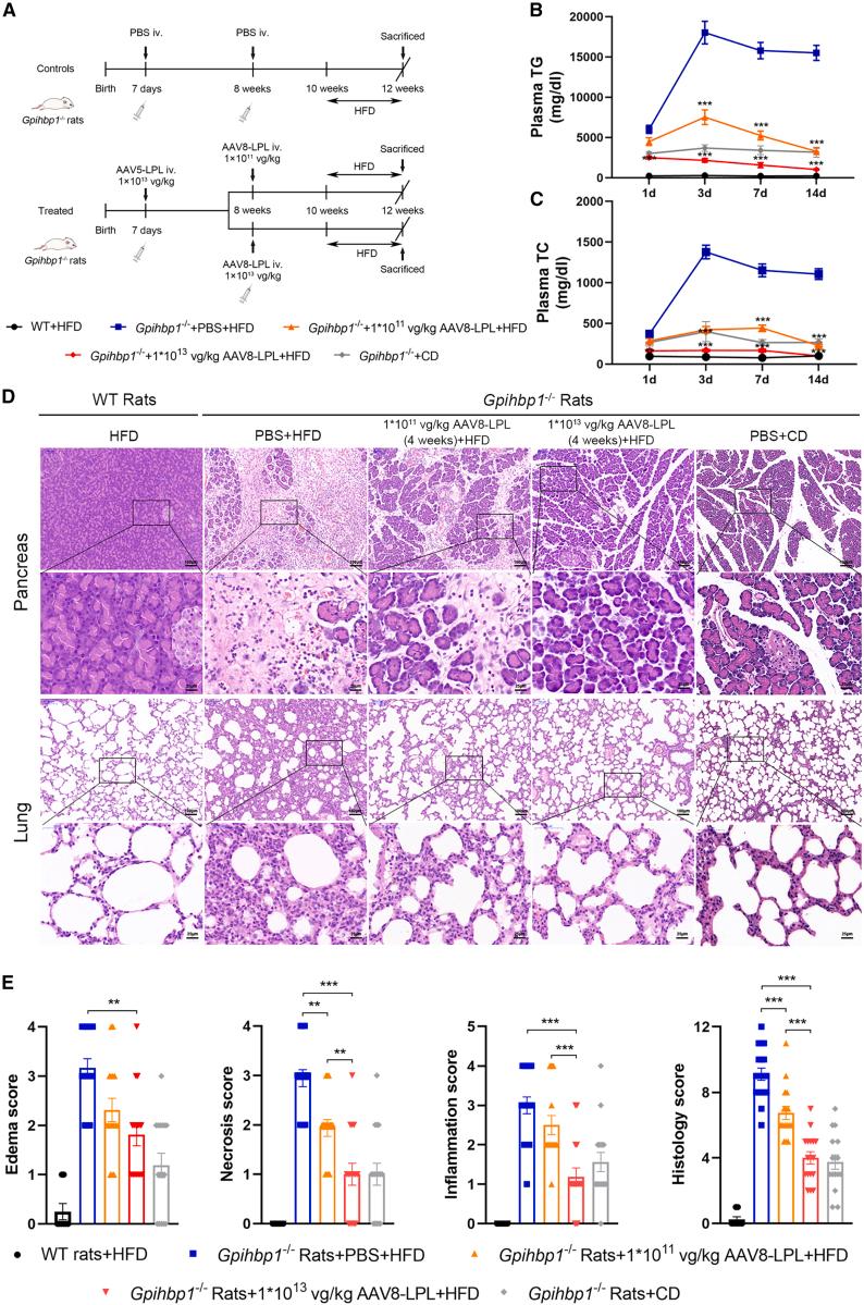 https://cdn.ncbi.nlm.nih.gov/pmc/blobs/efc0/10787151/e868f7224591/gr7.jpg
