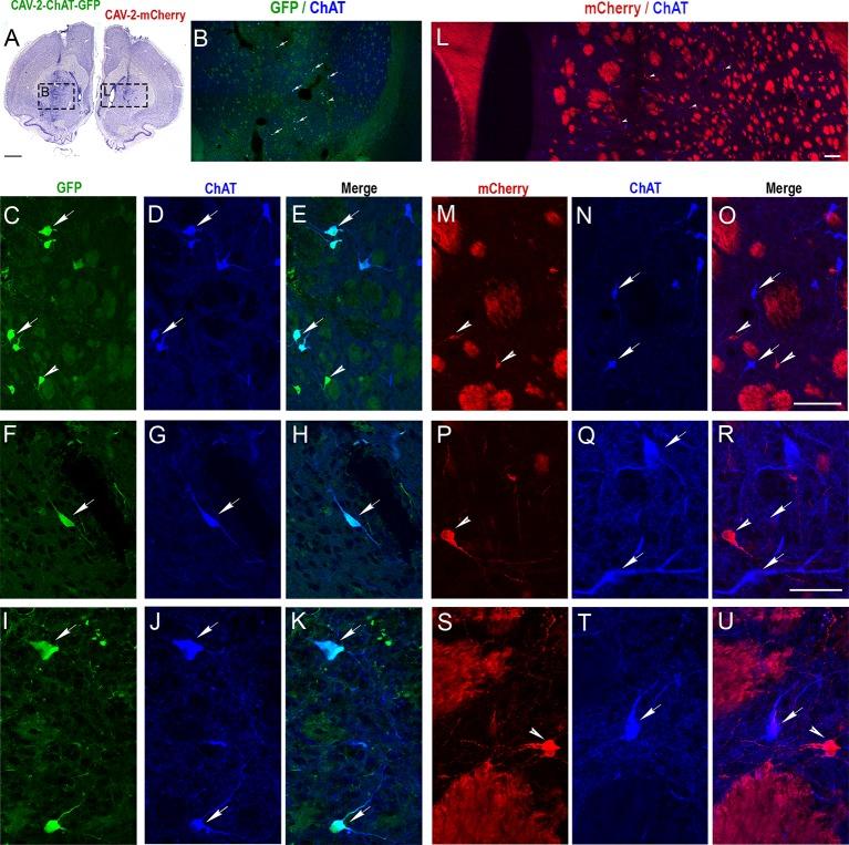 https://cdn.ncbi.nlm.nih.gov/pmc/blobs/efc1/7242643/46546f919f30/fnmol-13-00076-g0002.jpg