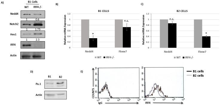 https://cdn.ncbi.nlm.nih.gov/pmc/blobs/efc4/5173044/d3709aefceaa/oncotarget-07-41081-g006.jpg