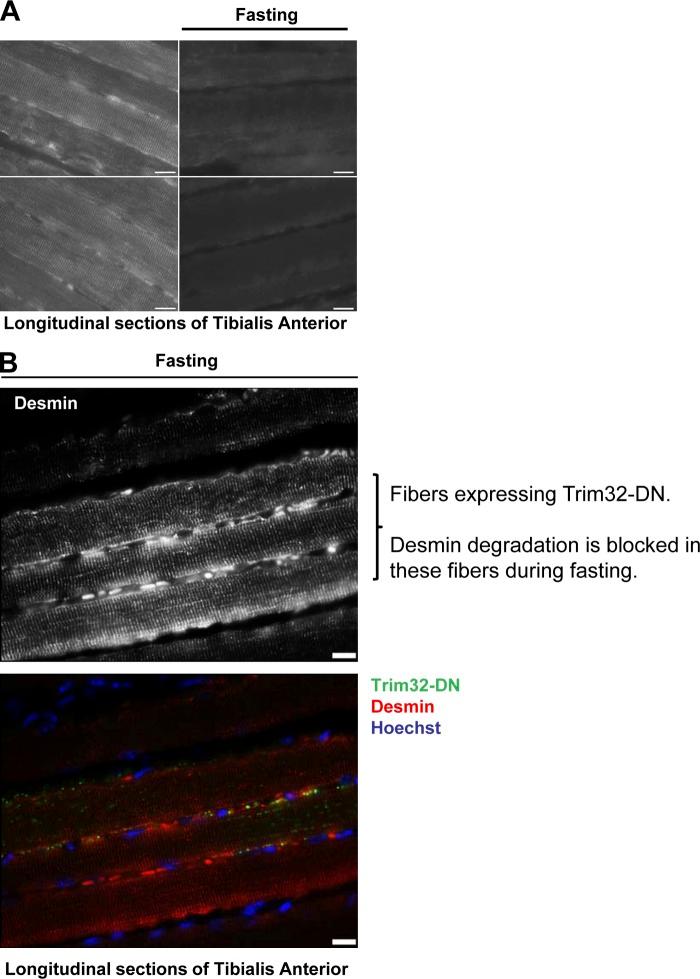 https://cdn.ncbi.nlm.nih.gov/pmc/blobs/efcd/3514026/3fcba03d7f07/JCB_201110067_Fig3.jpg