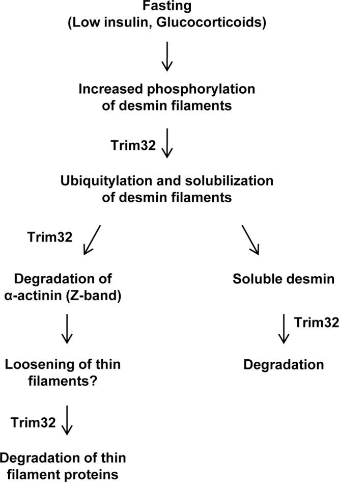https://cdn.ncbi.nlm.nih.gov/pmc/blobs/efcd/3514026/77cc742c0d64/JCB_201110067_Fig6.jpg