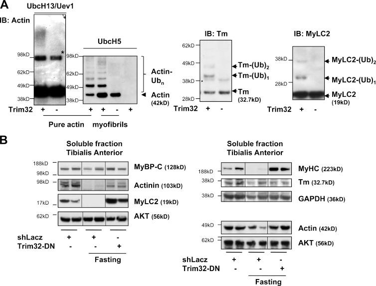 https://cdn.ncbi.nlm.nih.gov/pmc/blobs/efcd/3514026/baf59966b17c/JCB_201110067_Fig2.jpg