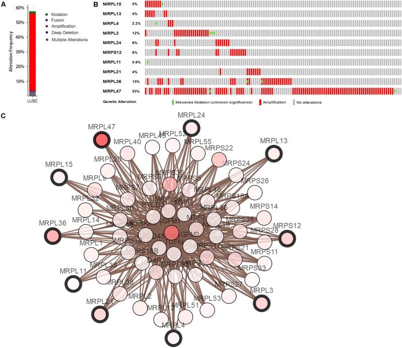 https://cdn.ncbi.nlm.nih.gov/pmc/blobs/efd1/7066120/1d357b6f6523/fgene-11-00185-g005.jpg