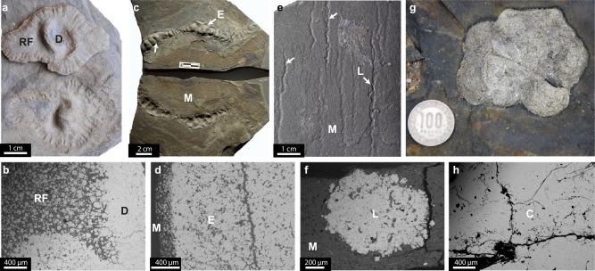 https://cdn.ncbi.nlm.nih.gov/pmc/blobs/efd3/12089615/c811ab4f722c/41467_2025_59760_Fig2_HTML.jpg
