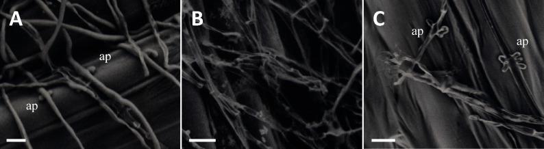 https://cdn.ncbi.nlm.nih.gov/pmc/blobs/efd4/11464264/0b912efa15d0/jps-49-3-D24-005-figure01.jpg