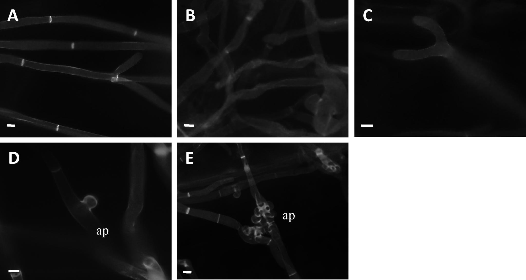https://cdn.ncbi.nlm.nih.gov/pmc/blobs/efd4/11464264/fcb5c7fb66ee/jps-49-3-D24-005-figure02.jpg