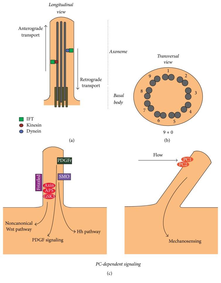 https://cdn.ncbi.nlm.nih.gov/pmc/blobs/efd4/5587941/2534001a3d31/BMRI2017-4367019.001.jpg