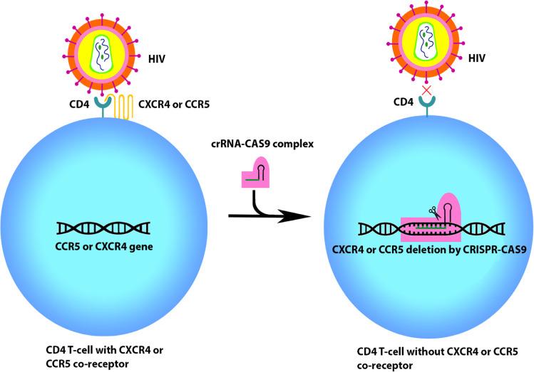 https://cdn.ncbi.nlm.nih.gov/pmc/blobs/efd6/9411046/7d3489c74412/253_2022_12135_Fig2_HTML.jpg