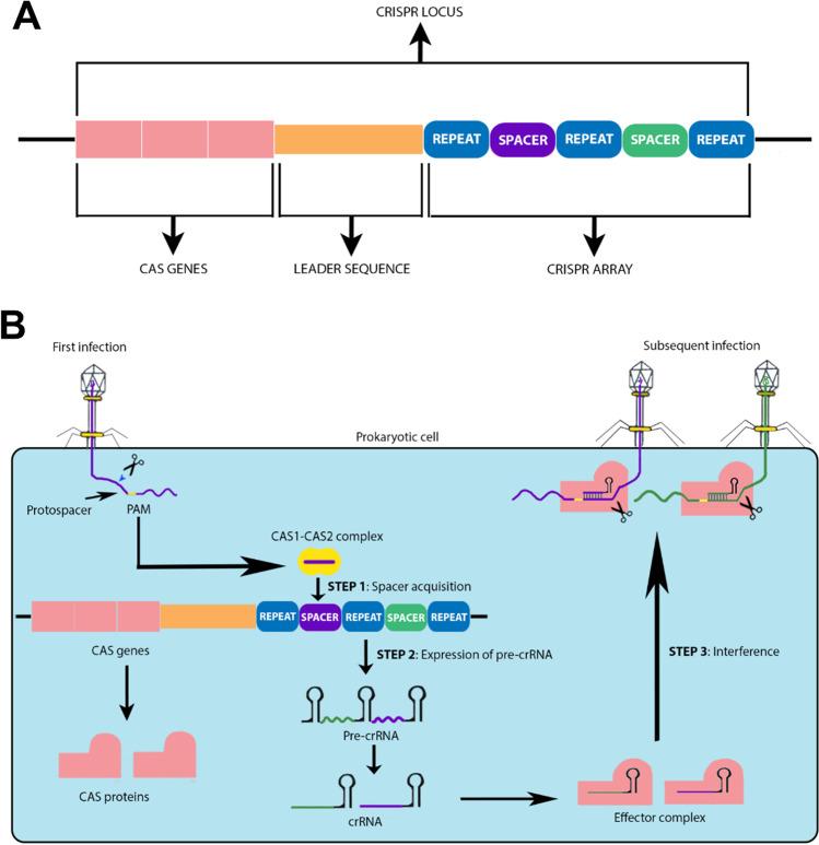 https://cdn.ncbi.nlm.nih.gov/pmc/blobs/efd6/9411046/cd1d25263eb6/253_2022_12135_Fig1_HTML.jpg
