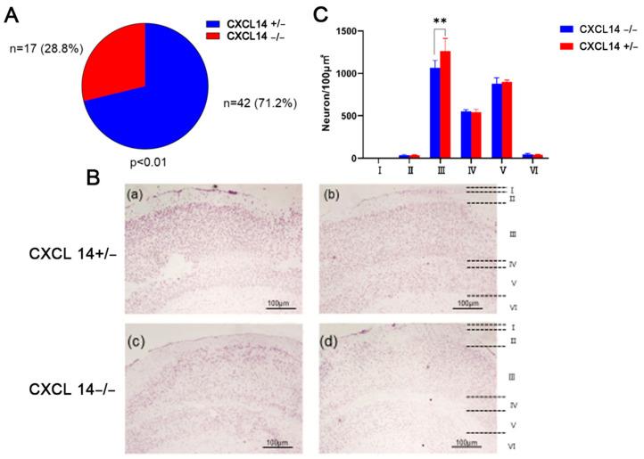 https://cdn.ncbi.nlm.nih.gov/pmc/blobs/efd7/10855946/89c450c090e0/ijms-25-01651-g001.jpg