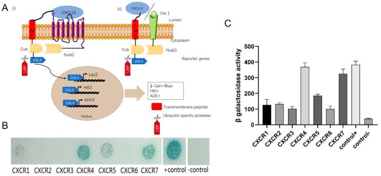 https://cdn.ncbi.nlm.nih.gov/pmc/blobs/efd7/10855946/95a15eedeae9/ijms-25-01651-g004.jpg