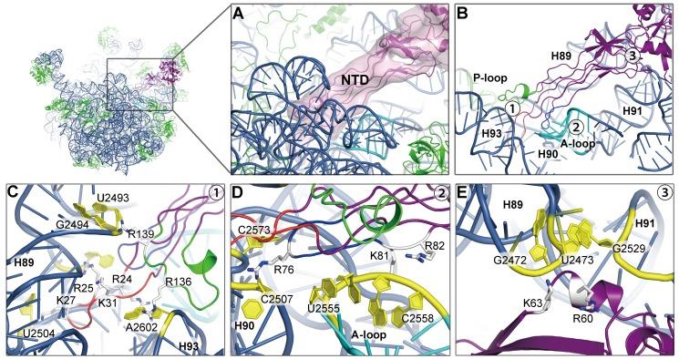 https://cdn.ncbi.nlm.nih.gov/pmc/blobs/efd9/4028186/f52332a5af09/pbio.1001866.g004.jpg