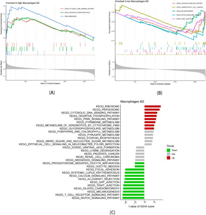 https://cdn.ncbi.nlm.nih.gov/pmc/blobs/efda/12039291/dccce749933b/13062_2025_649_Fig9_HTML.jpg