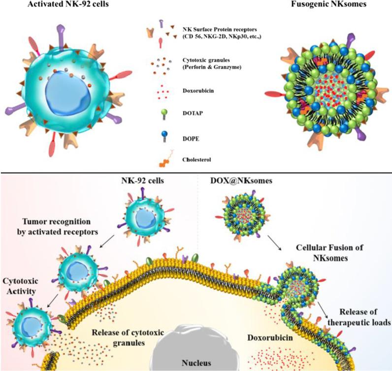 https://cdn.ncbi.nlm.nih.gov/pmc/blobs/efdc/8941025/33e4eafe45da/11671_2022_3673_Fig5_HTML.jpg