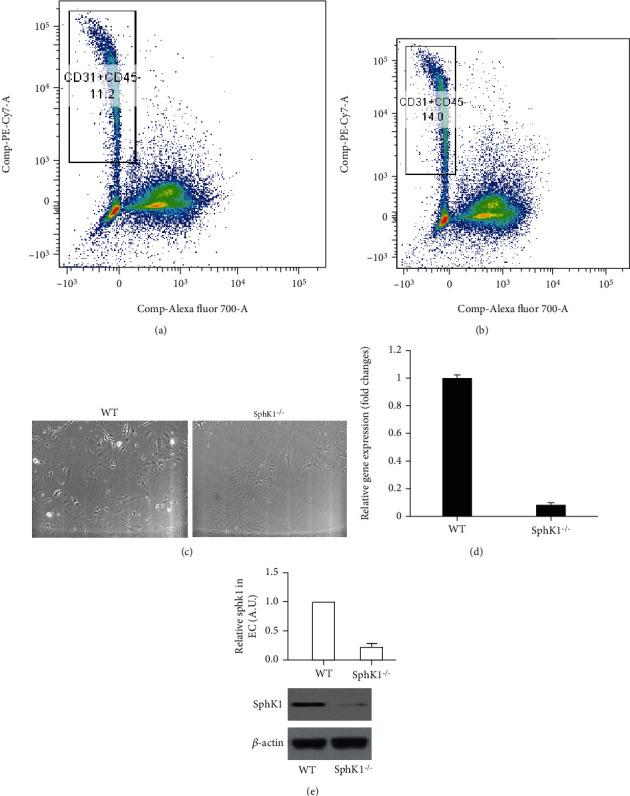 https://cdn.ncbi.nlm.nih.gov/pmc/blobs/efe1/8714370/1c27e25dc8c8/MI2021-9247285.003.jpg