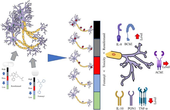 https://cdn.ncbi.nlm.nih.gov/pmc/blobs/efe7/10853584/0ec78daea06a/JCMM-28-e18118-g005.jpg