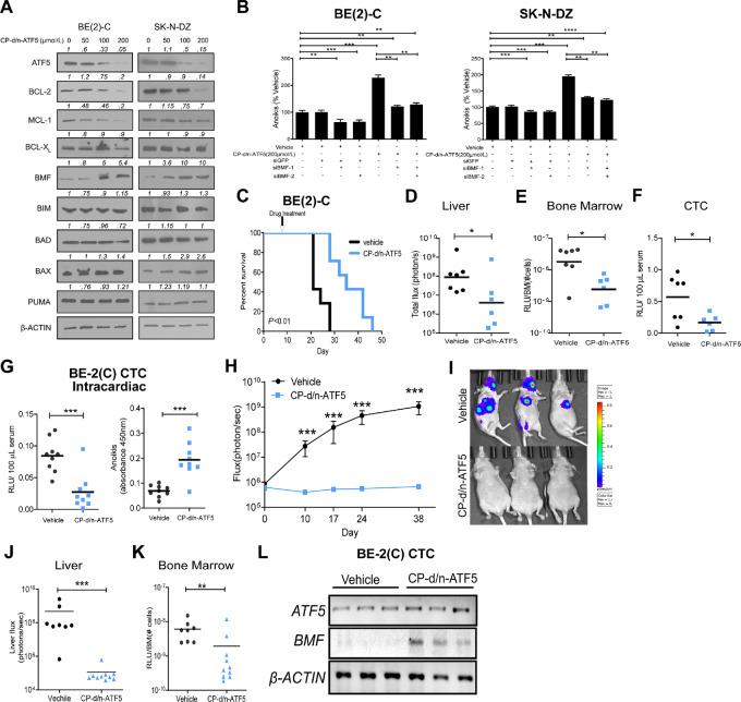 https://cdn.ncbi.nlm.nih.gov/pmc/blobs/efe8/10714915/b8a421f99906/crc-23-0154_fig6.jpg