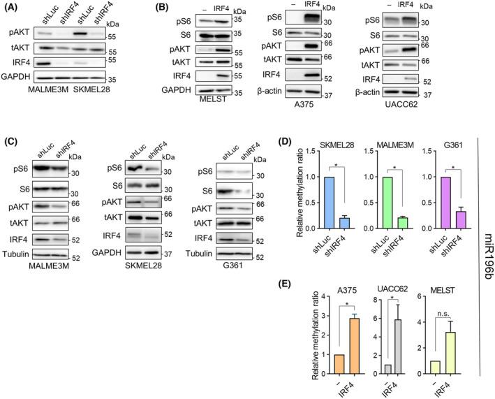 https://cdn.ncbi.nlm.nih.gov/pmc/blobs/efe8/11459048/7cbea81f82f1/MOL2-18-2423-g003.jpg