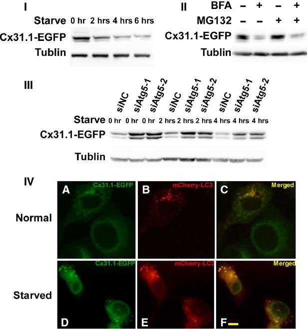 https://cdn.ncbi.nlm.nih.gov/pmc/blobs/efeb/4288368/1da5258d1b13/jcmm0019-0257-f2.jpg
