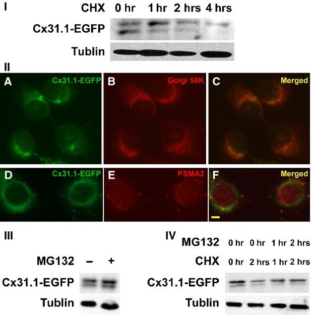 https://cdn.ncbi.nlm.nih.gov/pmc/blobs/efeb/4288368/2a036ef8de8e/jcmm0019-0257-f1.jpg