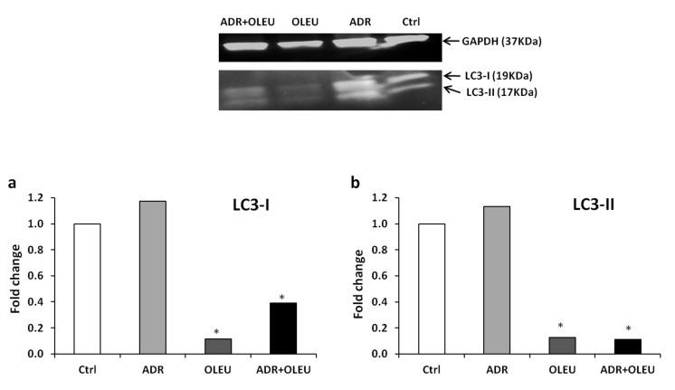 https://cdn.ncbi.nlm.nih.gov/pmc/blobs/efeb/7911555/e40208a321f9/nutrients-13-00354-g004.jpg
