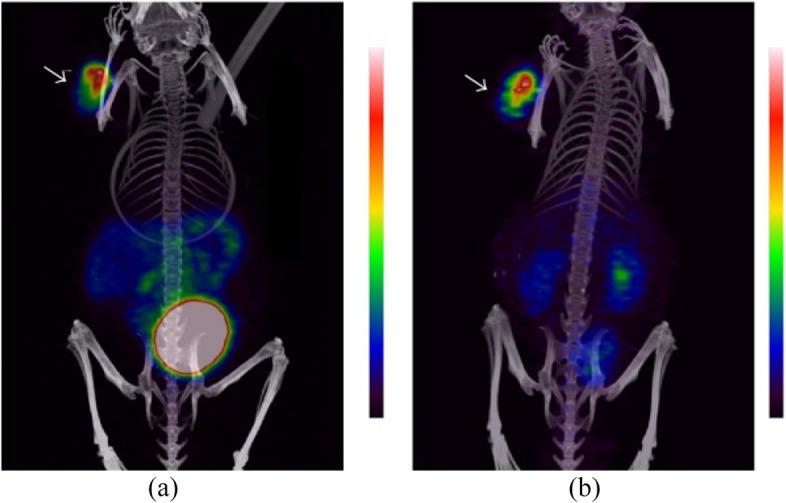 https://cdn.ncbi.nlm.nih.gov/pmc/blobs/efec/10811881/75102bca0634/40644_2024_658_Fig3_HTML.jpg
