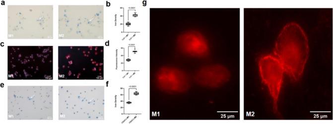 https://cdn.ncbi.nlm.nih.gov/pmc/blobs/eff0/11638944/0a0d9cc5de13/nl4c04004_0003.jpg