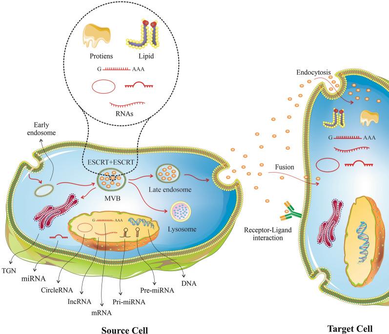 https://cdn.ncbi.nlm.nih.gov/pmc/blobs/eff0/8274013/52ba4b941bfe/12967_2021_2980_Fig1_HTML.jpg