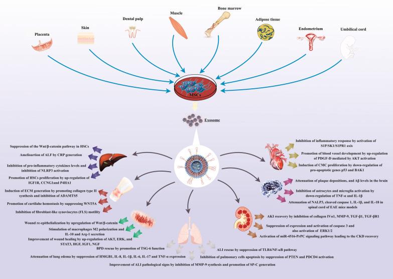 https://cdn.ncbi.nlm.nih.gov/pmc/blobs/eff0/8274013/e24ccfddd777/12967_2021_2980_Fig2_HTML.jpg