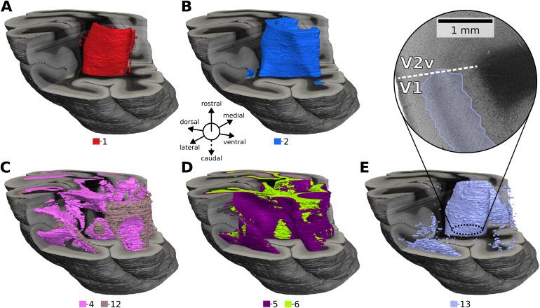 https://cdn.ncbi.nlm.nih.gov/pmc/blobs/eff3/12290659/87a037623bc5/imag_a_00351_fig10.jpg