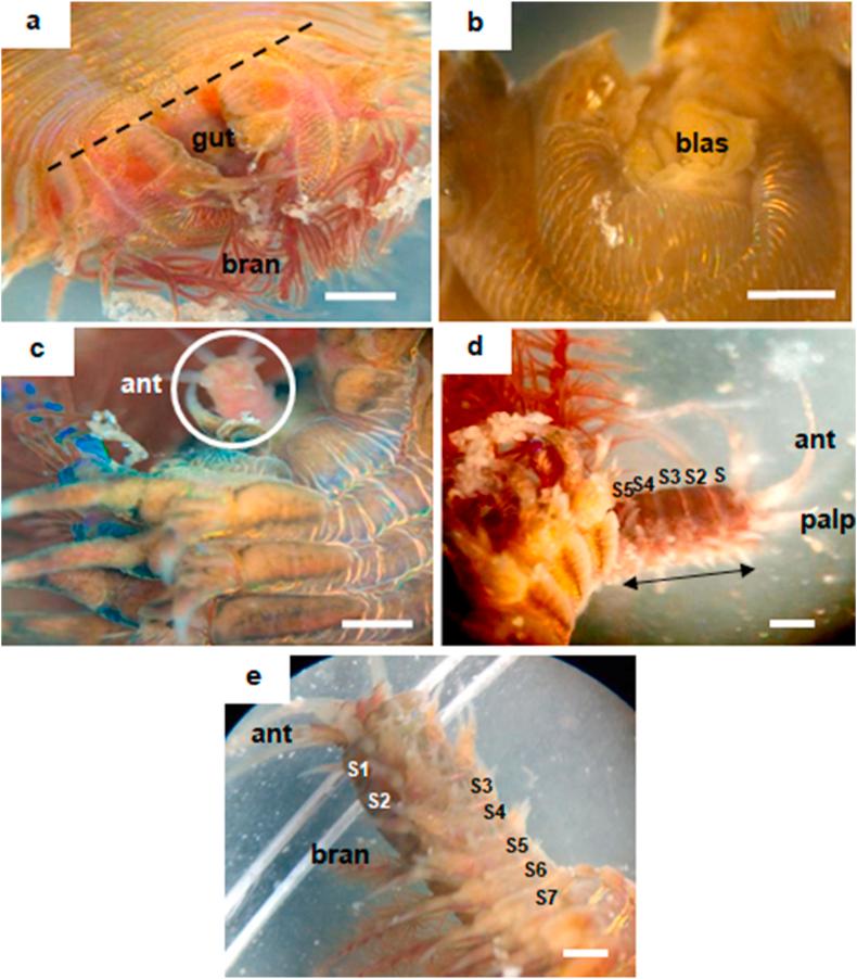 https://cdn.ncbi.nlm.nih.gov/pmc/blobs/eff4/7930291/624901d2a980/gr3.jpg