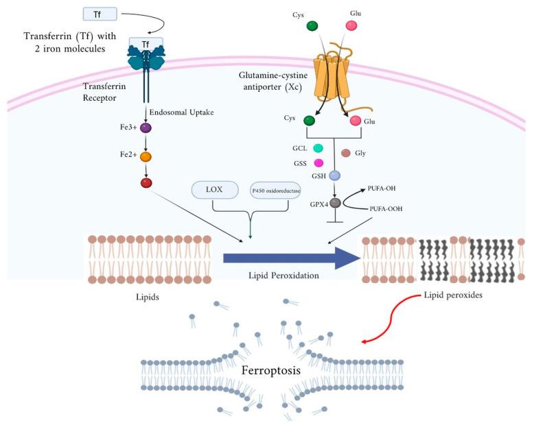 https://cdn.ncbi.nlm.nih.gov/pmc/blobs/eff5/12028135/88ceec855717/ijms-26-03852-g001.jpg