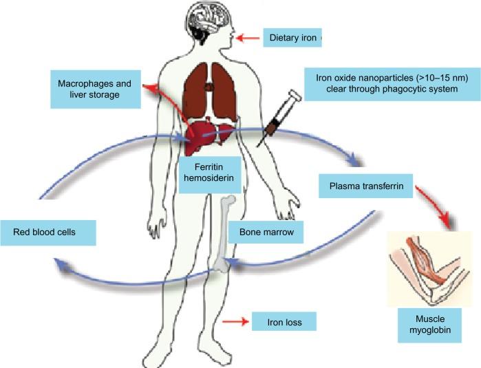 https://cdn.ncbi.nlm.nih.gov/pmc/blobs/eff6/4998023/87fb7c413495/nsa-9-049Fig3.jpg