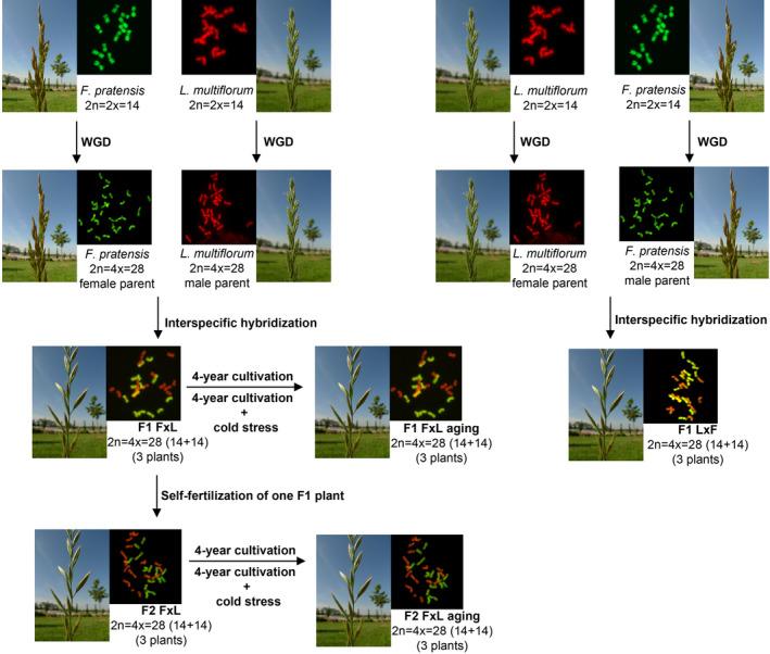 https://cdn.ncbi.nlm.nih.gov/pmc/blobs/eff9/8518873/4c7204a25afe/TPJ-107-1166-g005.jpg