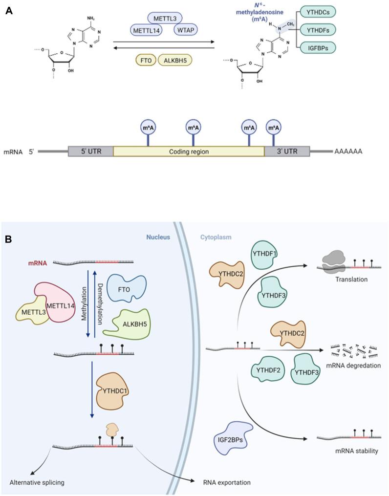 https://cdn.ncbi.nlm.nih.gov/pmc/blobs/effe/10642577/005cb098e1a6/fcell-11-1264552-g001.jpg