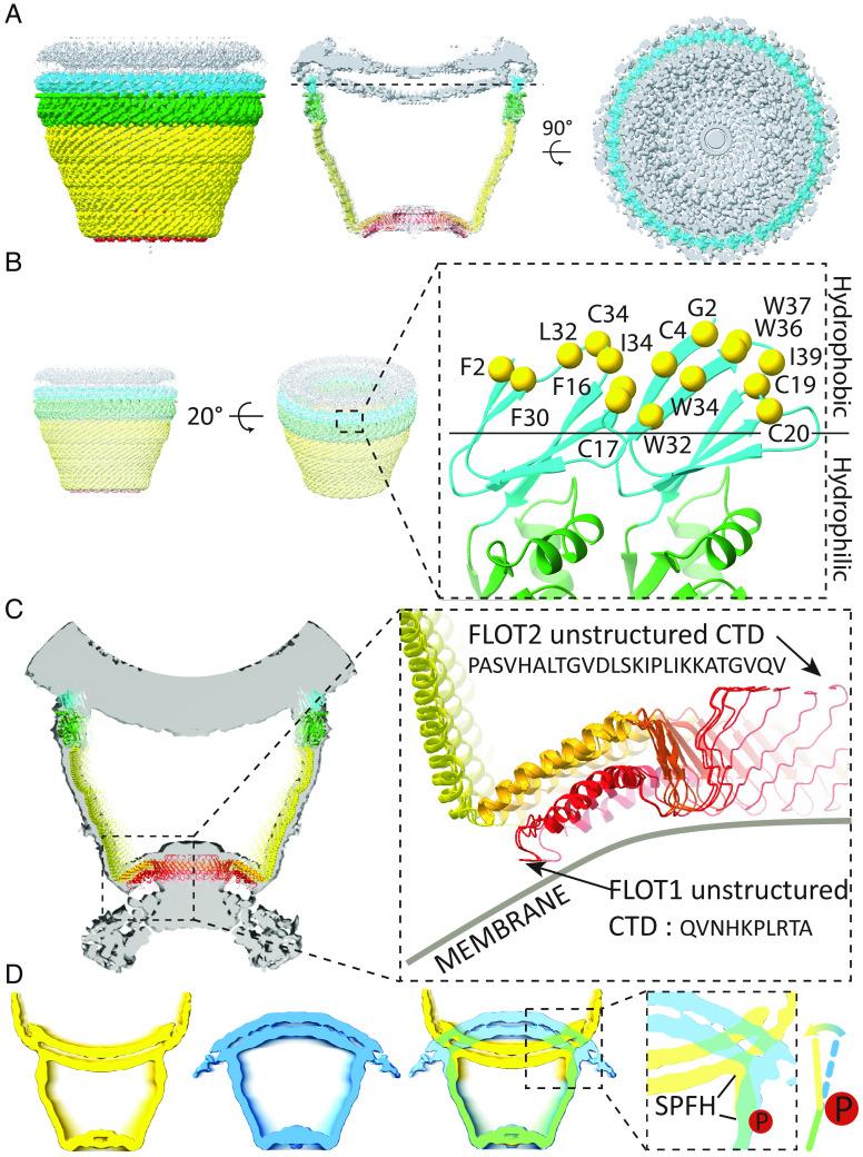 https://cdn.ncbi.nlm.nih.gov/pmc/blobs/f000/11260169/20c1ba6acfed/pnas.2409334121fig05.jpg