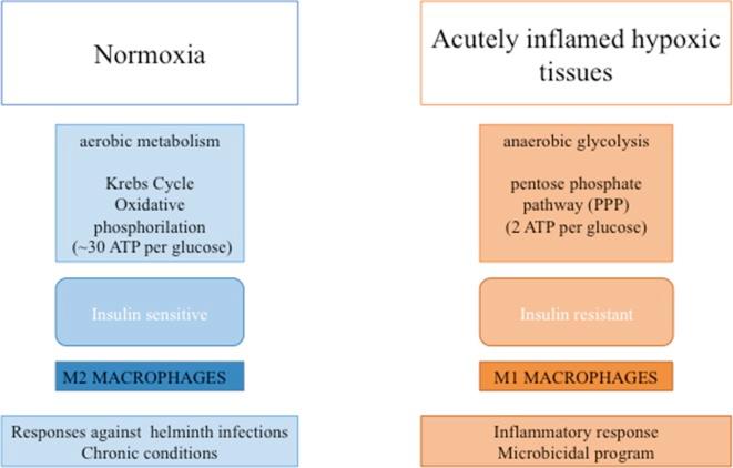 https://cdn.ncbi.nlm.nih.gov/pmc/blobs/f000/6548874/227d99de5e74/fphar-10-00604-g002.jpg