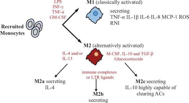https://cdn.ncbi.nlm.nih.gov/pmc/blobs/f000/6548874/63fd1aeff906/fphar-10-00604-g003.jpg