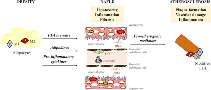 https://cdn.ncbi.nlm.nih.gov/pmc/blobs/f000/6548874/bf2efa4e1821/fphar-10-00604-g001.jpg