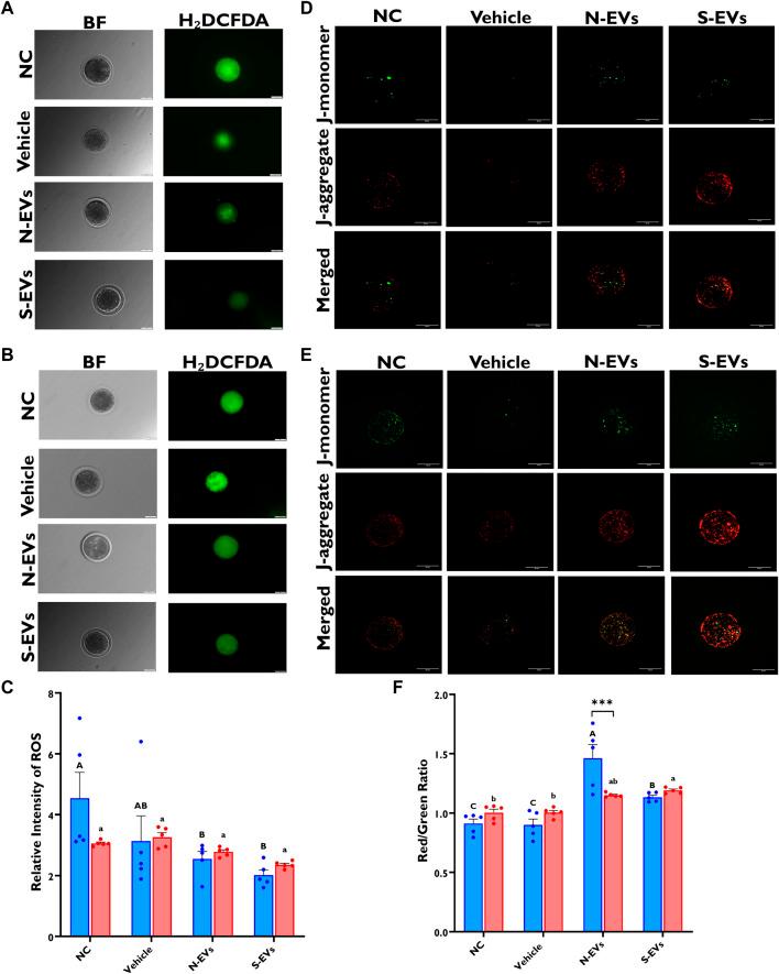 https://cdn.ncbi.nlm.nih.gov/pmc/blobs/f003/10116072/612db6ca591f/fcell-11-1142629-g005.jpg