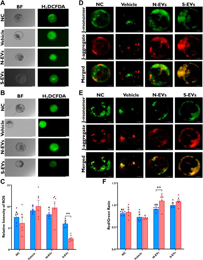 https://cdn.ncbi.nlm.nih.gov/pmc/blobs/f003/10116072/c7bc7b38c53f/fcell-11-1142629-g008.jpg