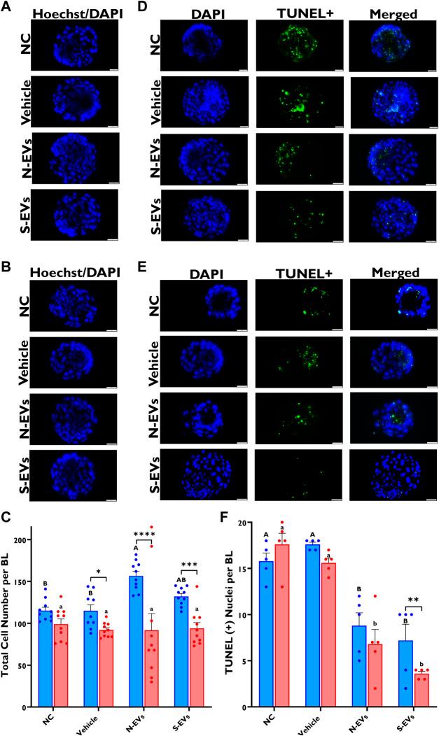 https://cdn.ncbi.nlm.nih.gov/pmc/blobs/f003/10116072/dc78b65ad93f/fcell-11-1142629-g009.jpg