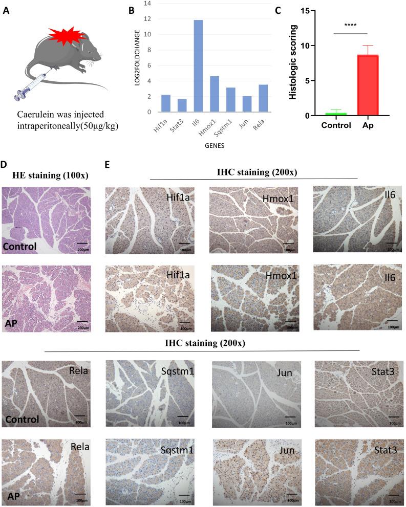 https://cdn.ncbi.nlm.nih.gov/pmc/blobs/f003/10563811/00e8840cbbba/JIR-16-4425-g0007.jpg