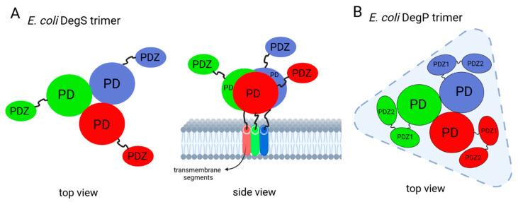 https://cdn.ncbi.nlm.nih.gov/pmc/blobs/f003/11642142/24d17c4ccfda/ijms-25-13182-g004.jpg