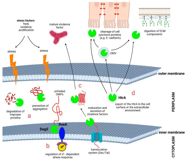 https://cdn.ncbi.nlm.nih.gov/pmc/blobs/f003/11642142/be64457fc541/ijms-25-13182-g001.jpg
