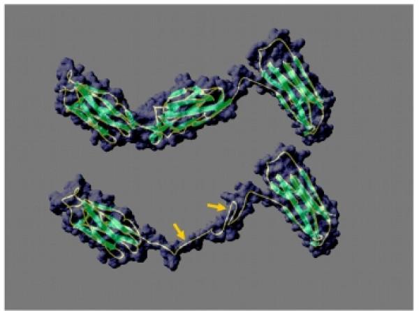 https://cdn.ncbi.nlm.nih.gov/pmc/blobs/f004/2211301/22a48eb116cb/1471-2121-8-48-2.jpg