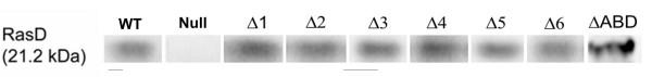 https://cdn.ncbi.nlm.nih.gov/pmc/blobs/f004/2211301/3a3b047d10f7/1471-2121-8-48-8.jpg