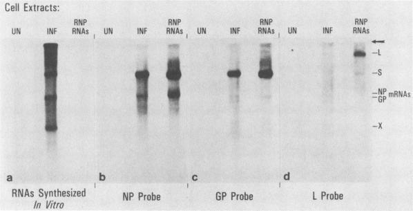 https://cdn.ncbi.nlm.nih.gov/pmc/blobs/f00d/250606/6d5e58a9225f/jvirol00072-0112-a.jpg
